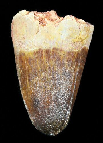 Cretaceous Fossil Crocodile Tooth - Morocco #50256
